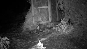 One of nineteen pine martens which have been released in Exmoor National Park, UK, in the first official return of the native animals to the area for more than a century. The releases mark the return of an animal which was once common locally, but which was lost due to hunting and the decline of its favoured woodland habitat