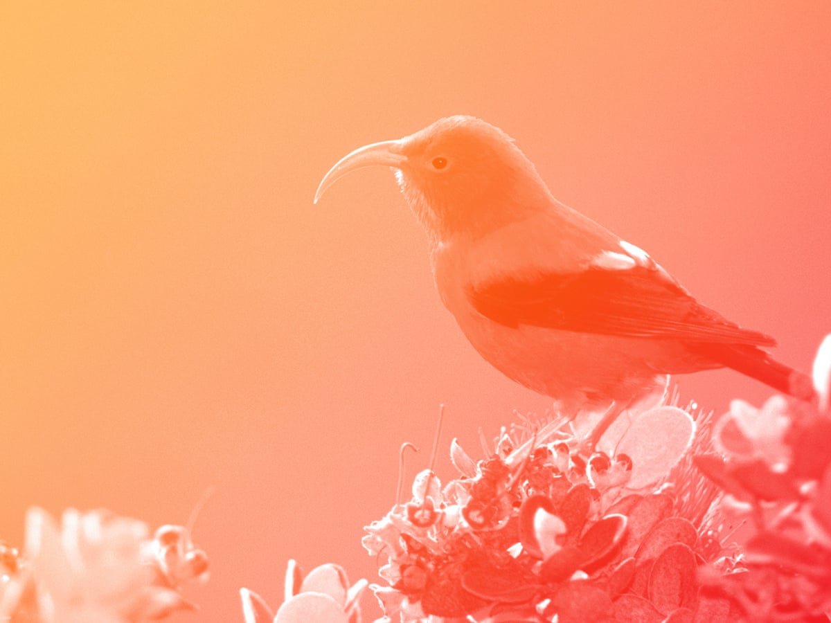 The Animals That Will Survive Climate Change Bbc Futu - vrogue.co
