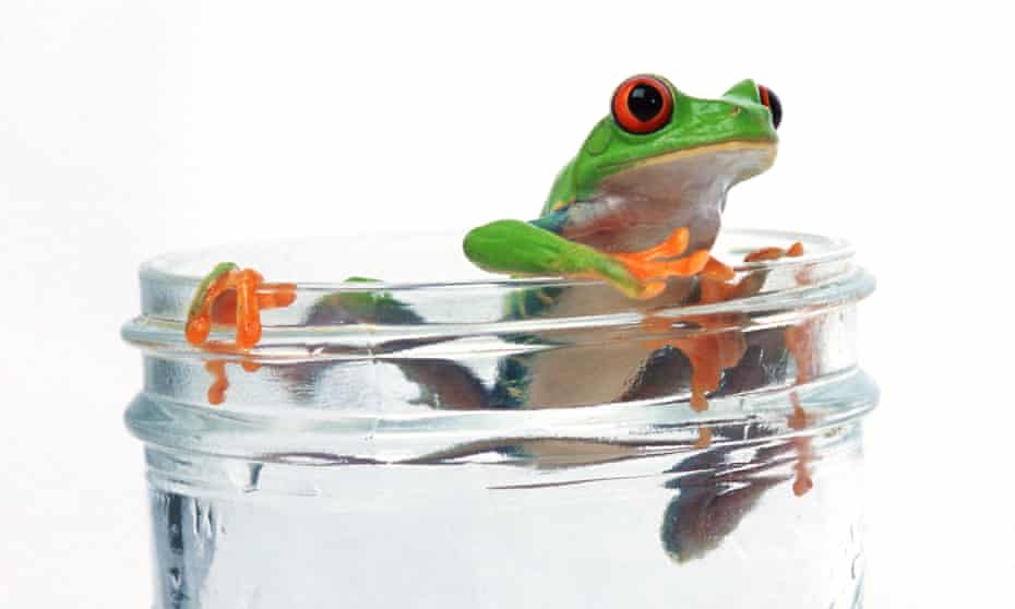 Frog escaping from glass of water