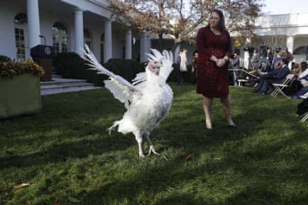 Trump Pardons Butter The Turkey With A Side Of Impeachment Jokes Us News The Guardian Trump Pardons Butter The Turkey With A Side Of Impeachment Jokes Us News The Guardian
