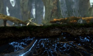 Spore's the pity: how Fantastic Fungi flags up man's abuse of nature | Film 2 Mycellia in action in Fantastic Fungi