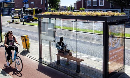 A ‘bee stop’ in Utrecht. Green roofs of bus stops capture particulates, store rainwater and promote urban biodiversity. All of these are beneficial for insects such as bees and butterflies.