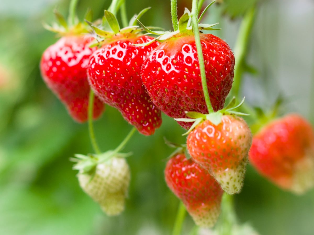 Just Add Cream The Amazingly Tasty Remarkably Pretty New Strawberry Gardening Advice The Guardian Just Add Cream The Amazingly Tasty Remarkably Pretty New Strawberry Gardening Advice The Guardian