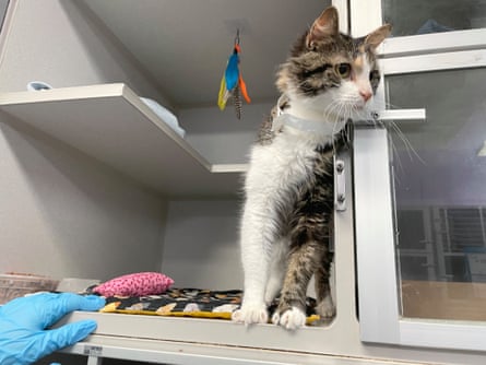 Animal shelters successful New York City are struggling to negociate nan overwhelming number of animals successful their care.