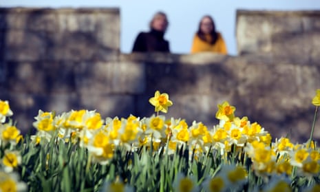 A girl and mother look down on a bed of daffodils