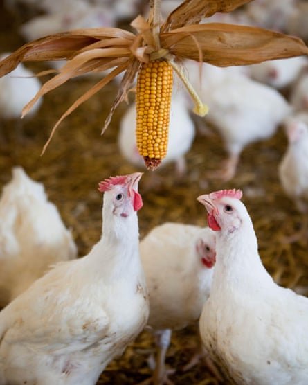 Chicken interacting with sweet corn in a barn on a Freedom Food certified chicken farm. Somerset. United Kingdom.