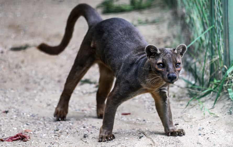 Fossa (Cryptoprocta ferox) from Madagascar are one of many feliform carnivores you may not have heard about.