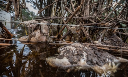 North Carolina is home to 9 million hogs. In the flooding after Hurricane Florence, 5,500 died.