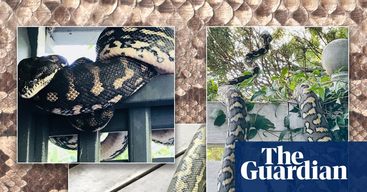 How I learned to stop worrying and love the snakes in my ceiling