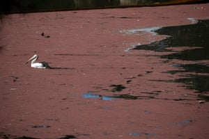 Duckweed on the Macquarie River.