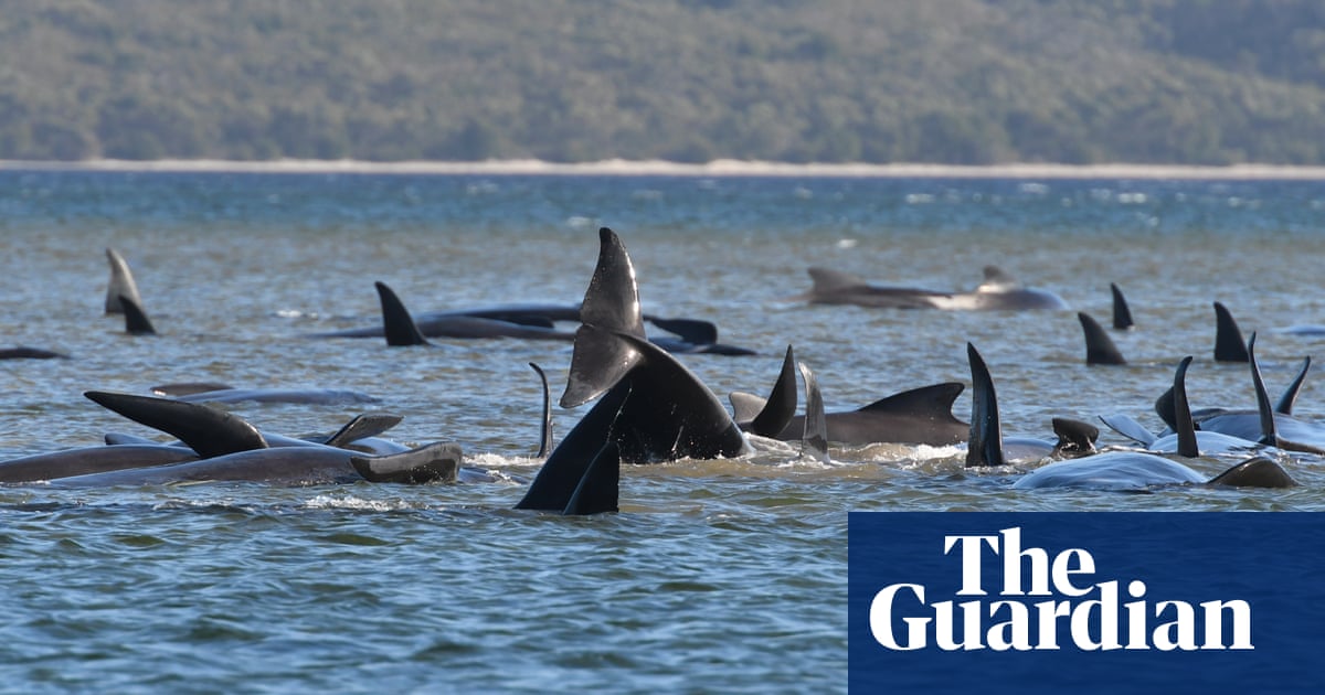 At least 25 whales dead and more than 200 stranded in Tasmania's Macquarie Harbour