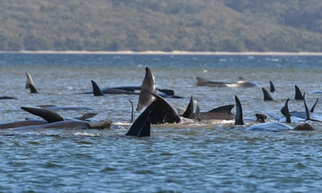 A pod of about 250 whales that are believed to be stranded on a sandbar at Macquarie Harbour on Tasmania’s west coast on Monday