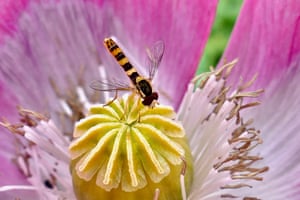 A hover-fly rests on the seed pod of a poppy flower in the humid afternoon weather, Dunsden, UK
