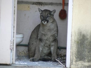 A cougar sits in an outhouse in the Chatsworth Reservoir, Los Angeles. On the city’s outskirts, a multimillion-dollar overpass spanning 10 lanes of the freeway <a href="http://www.guardian.co.uk/cities/2015/jul/16/walk-wild-side-california-cougars-mountain-lions">is being built</a>, to allow these mammals to roam freely in the LA basin. On a US highway, a vehicle hits an animal <a href="https://www.nwf.org/What-We-Do/Protect-Wildlife/Wildlife-Corridors.aspx">every 26 seconds</a>