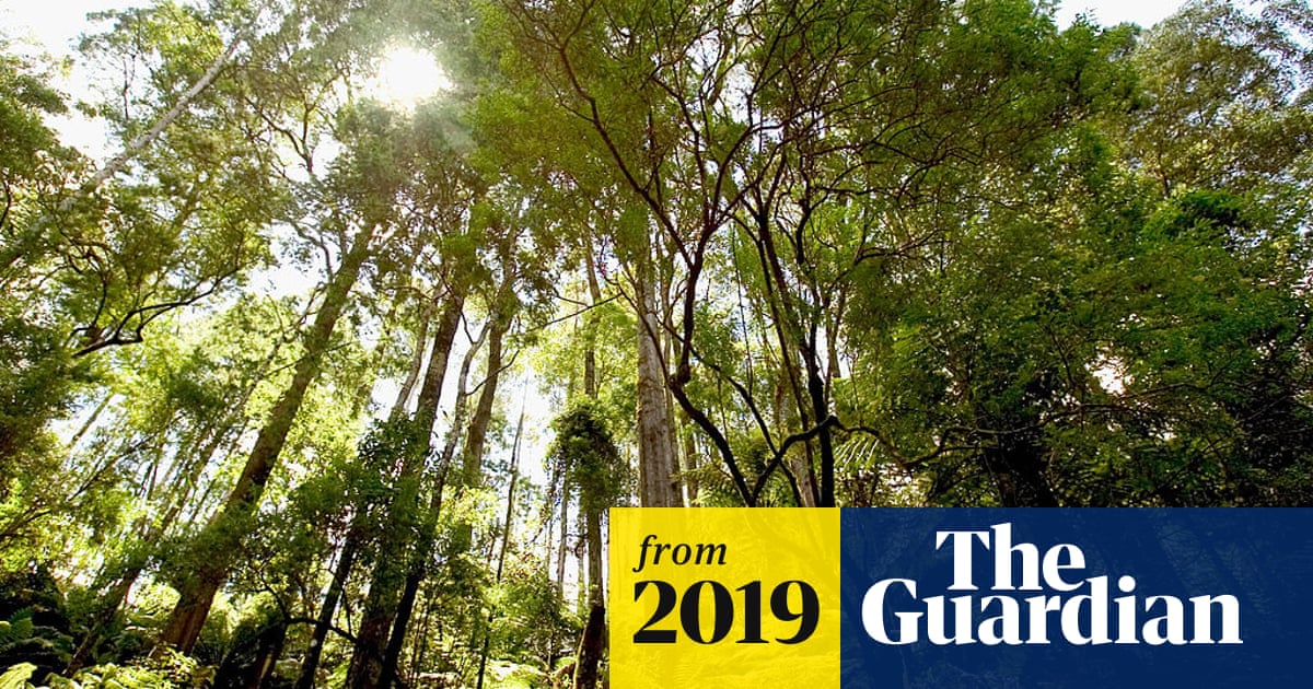 Native forest logging to be phased out by 2030 as Victoria plans timber transition