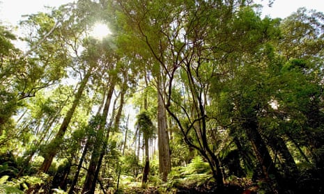 The Strzelecki Range rainforest in Latrobe, Victoria