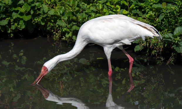 The Siberian crane is among species that inhabit or visit Iran’s Fereydunkenar wetlands, where as many as one half – a million birds - are now hunted every year.
