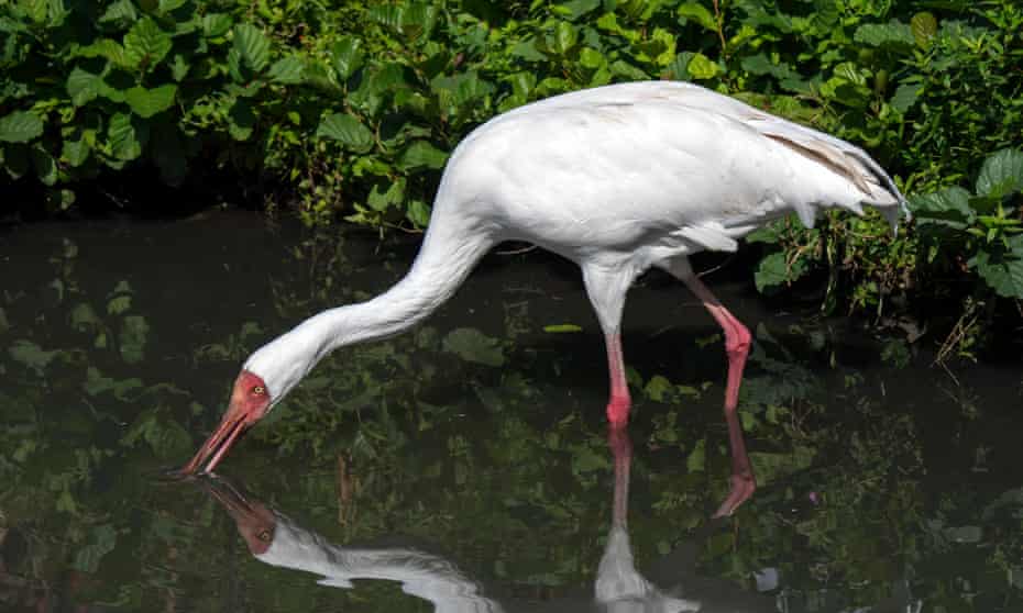 The Siberian crane is among species that inhabit or visit Iran’s Fereydunkenar wetlands, where as many as one half – a million birds - are now hunted every year.