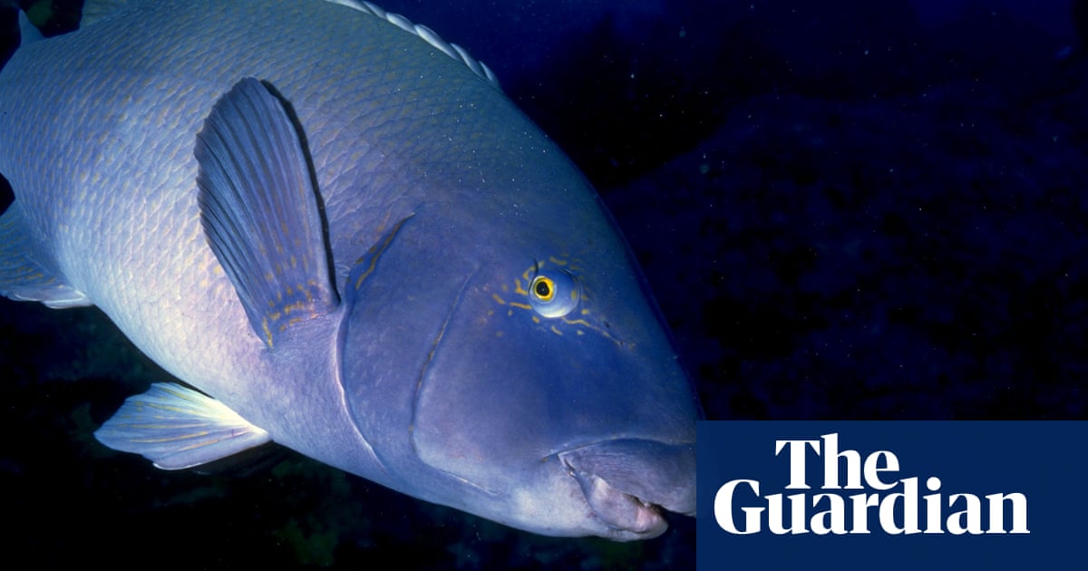 Any fishing of NSWâs beloved blue groper could lead to jail under new ban | New South Wales
