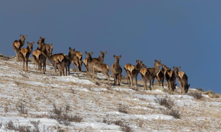 A group of red deer females in Hustai national park, Mongolia