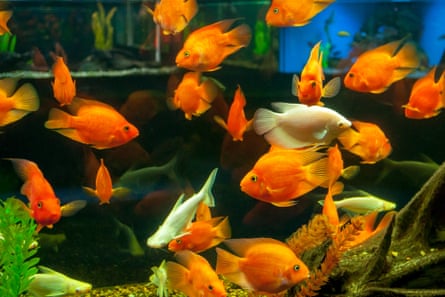 Goldfish are sociable so at least three in a tank is best.