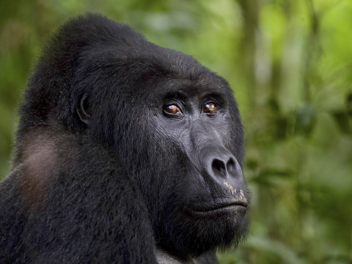 Landmark Ruling Sees Ugandan Poacher Jailed For Killing Rafiki The Gorilla Global Development The Guardian