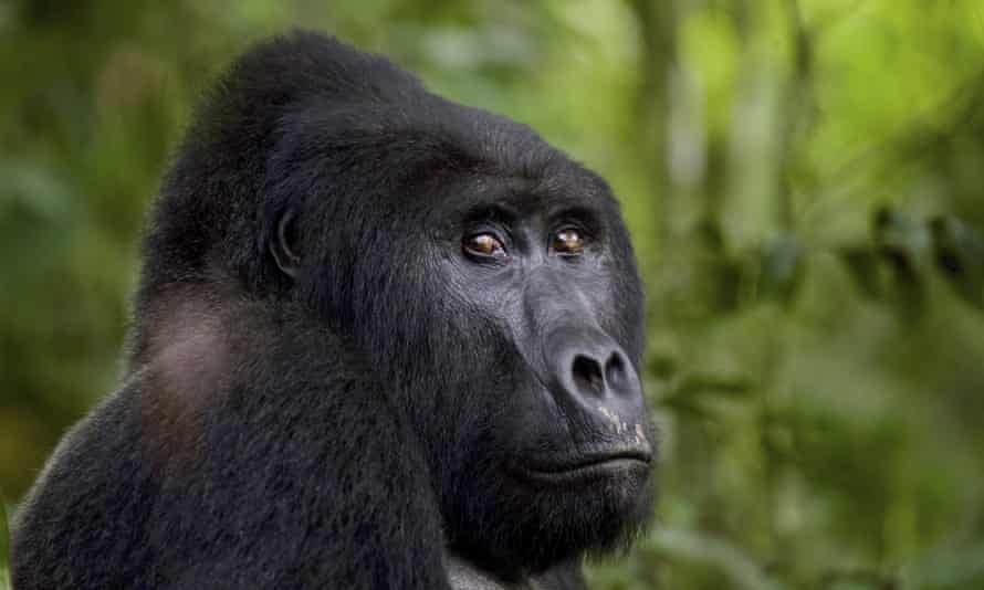 Landmark Ruling Sees Ugandan Poacher Jailed For Killing Rafiki The Gorilla Global Development The Guardian Landmark Ruling Sees Ugandan Poacher Jailed For Killing Rafiki The Gorilla Global Development The Guardian