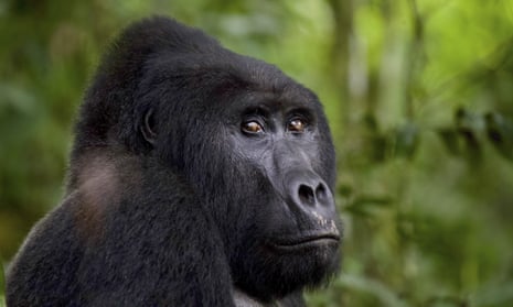 Rafiki the silverback gorilla