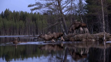 Moose make the trip across the river at dusk.