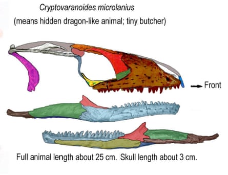 Modelado de cabeza de lagarto.