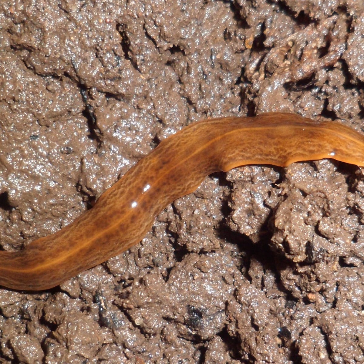 Warning Over Invasive Flatworm Posing Threat To Uk Wildlife Invasive Species The Guardian Warning Over Invasive Flatworm Posing Threat To Uk Wildlife Invasive Species The Guardian