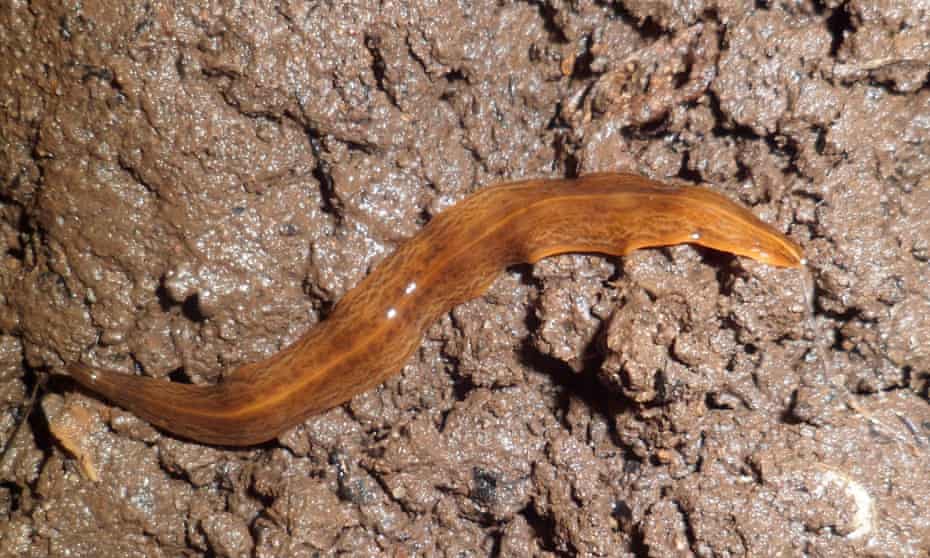 Warning Over Invasive Flatworm Posing Threat To Uk Wildlife Invasive Species The Guardian