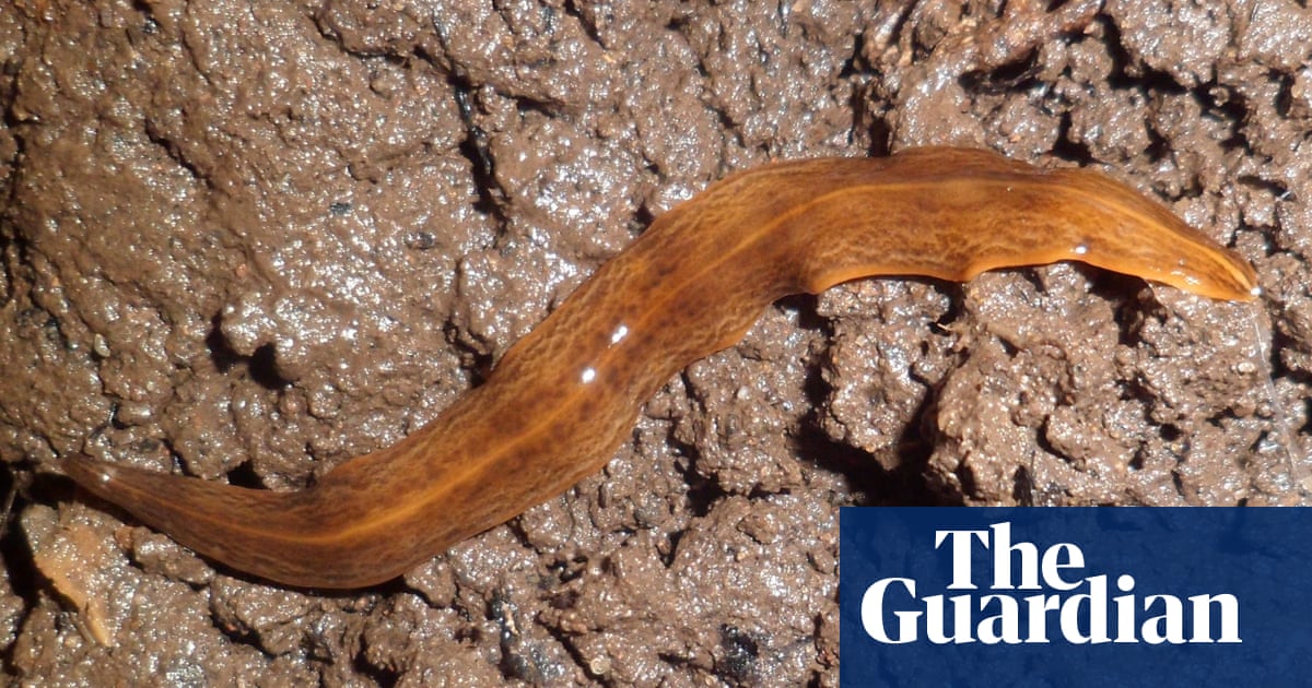 Pot-plant trade is hitchhiker pathway' for invasive flatworms, say UK experts