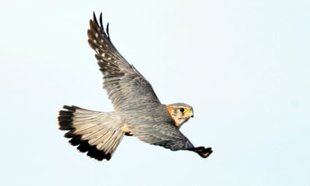 Birds Of Prey UK  Your Essential Guide To Britain's Top 10