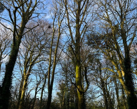 A heron’s nest high in a beech tree in Stranmillis woods.