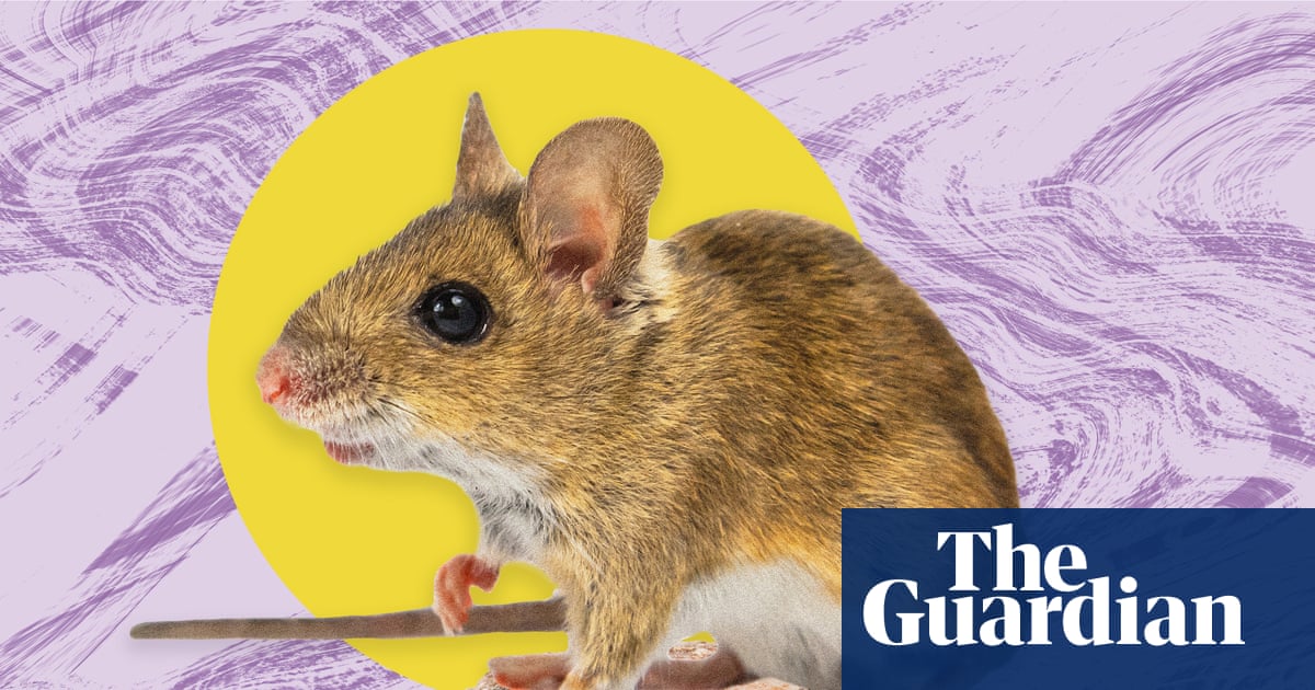 The pest I’ll never forget: I awoke to the sound of my bedroom bin rustling