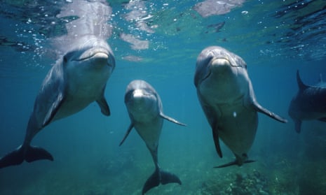 Three bottlenose dolphins, underwater view