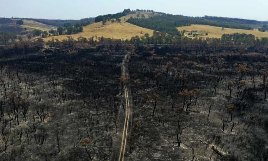 Aerial of trees scorched by bushfires near East Gippsland, Australia, 2020