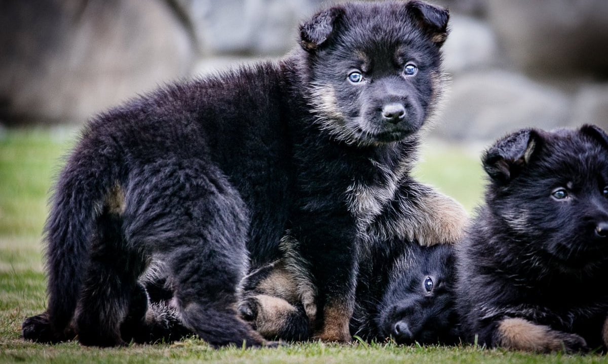 We Ve Also Addressed Puppies Nz Police Chided Over Social Media