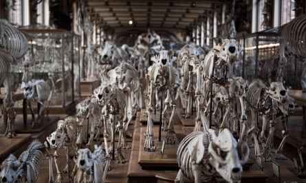 Animals’ skeletons displayed at the comparative anatomy gallery of the French museum of Natural History, in Paris.