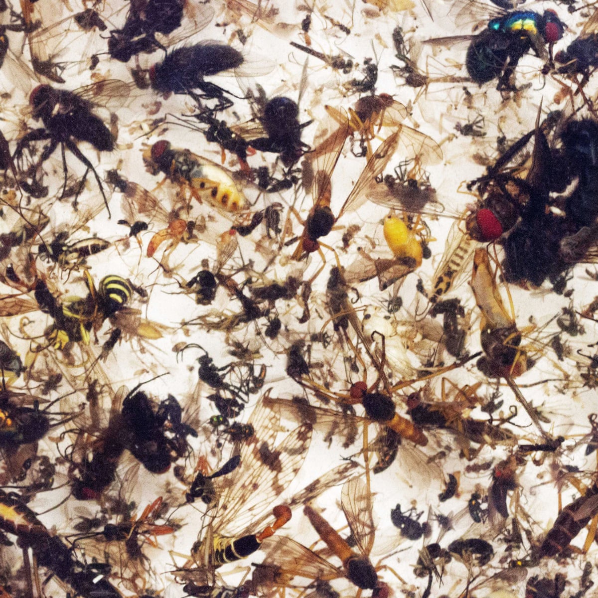 Plummeting insect numbers 'threaten collapse of nature' | Insects ...
