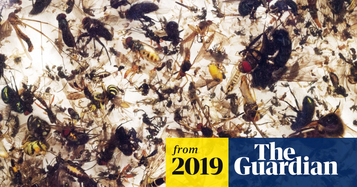 Plummeting insect numbers 'threaten collapse of nature' | Insects | The ...