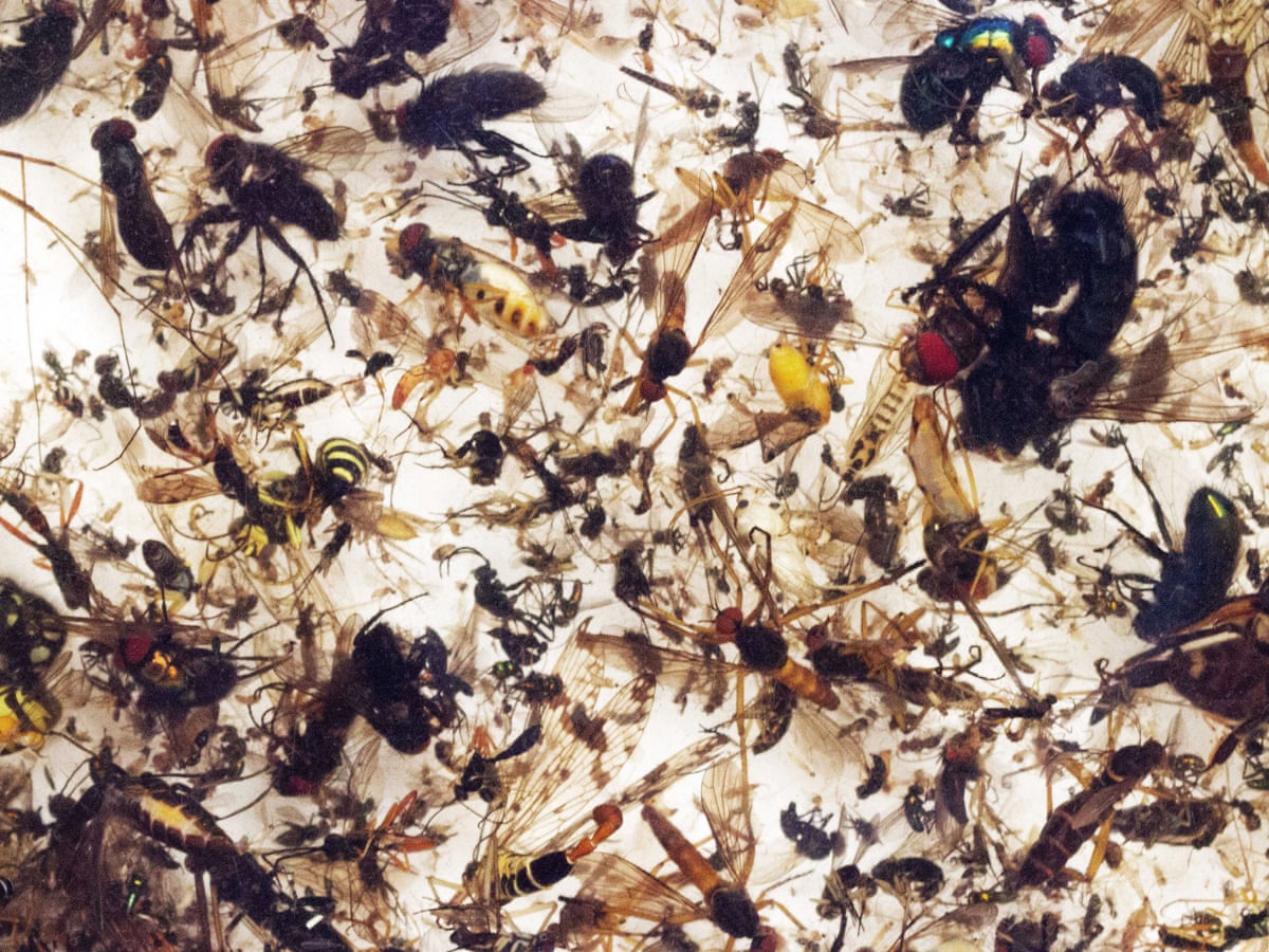 Plummeting insect numbers 'threaten collapse of nature' | Insects ...