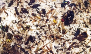 The rate of insect extinction is eight times faster
            than that of mammals, birds and reptiles.