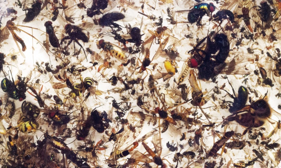 The rate of insect extinction is eight times faster than that of mammals, birds and reptiles.