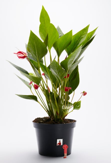 Although good, ‘a peace lily will never replace a partner, nor a child, nor even a pet’.