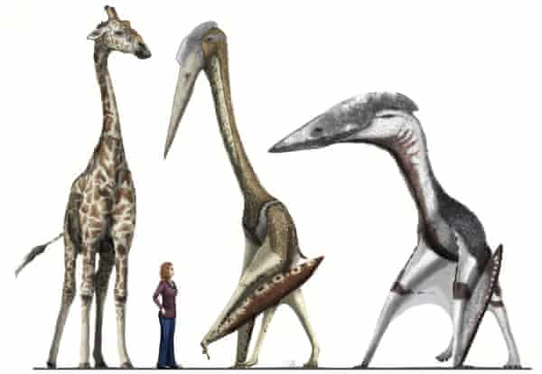 Giant Winged Transylvanian Predators Could Have Eaten