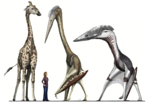 No These Pterosaurs Were Not Jurassic Puffins Elsa Panciroli Science The Guardian