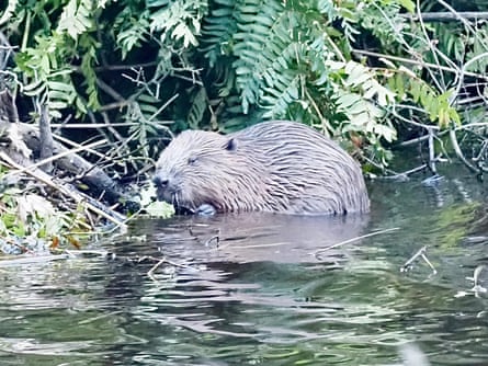 A beaver in the water