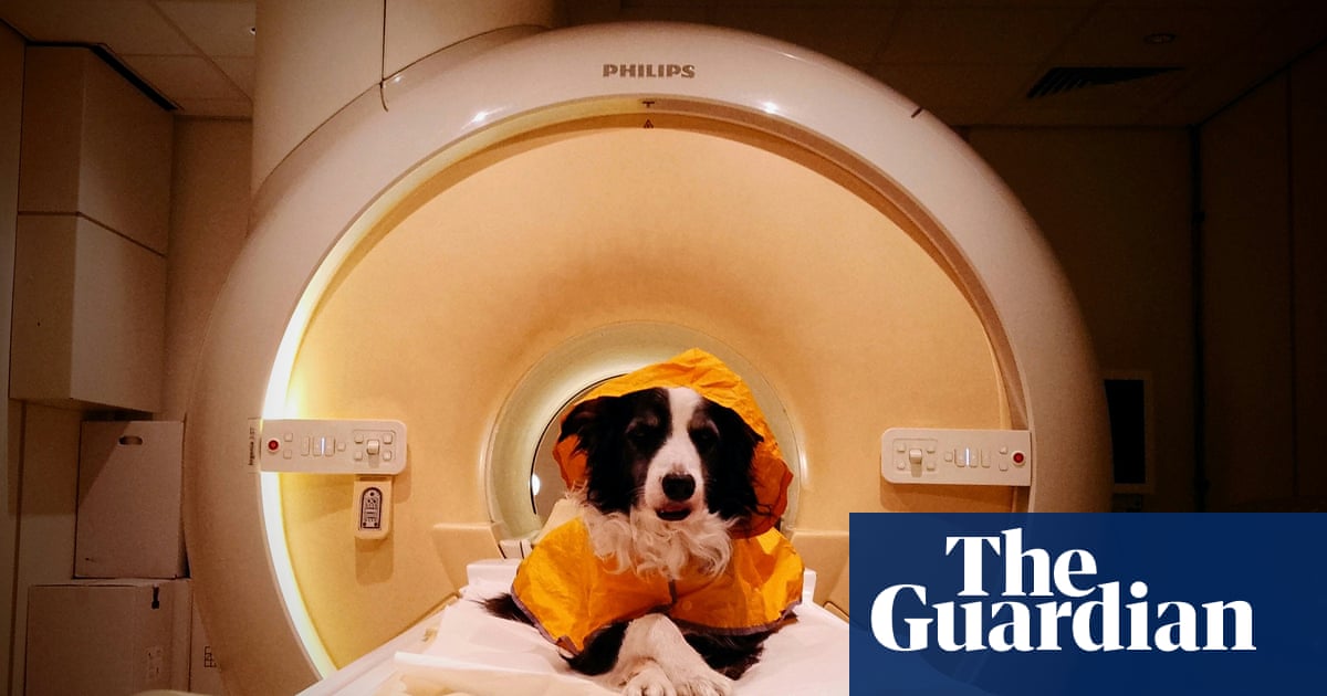 Dogs can distinguish between fearful and angry or sad human faces, brain scans suggest